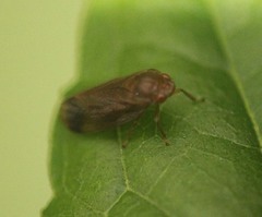Kanozata contermina