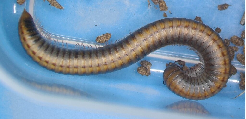 Ommatoiulus haackeri