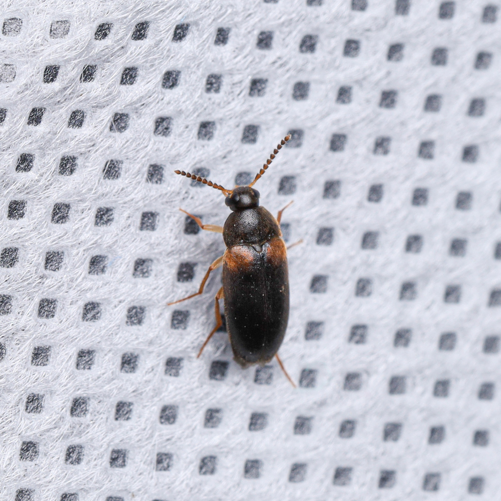 Hallomenus scapularis
