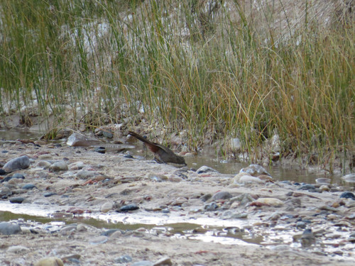 Gray Catbird photographed in Utah