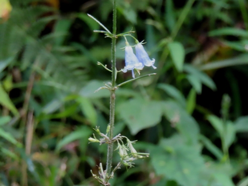 Japanese Lady Bell (Adenophora triphylla)