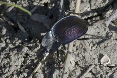 Scaphinotus elevatus