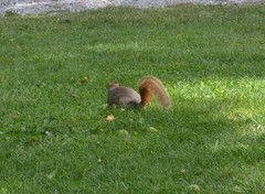 Sciurus niger