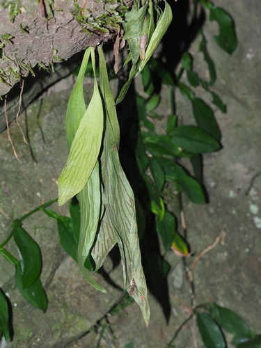 Antrophyum formosanum iNat (1)