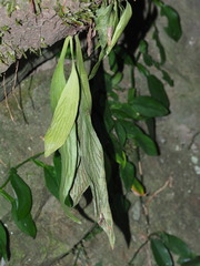 Antrophyum formosanum