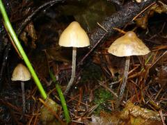 Psilocybe pelliculosa