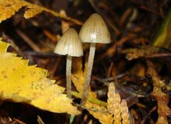 Psilocybe pelliculosa