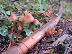 Psilocybe pelliculosa