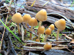 Psilocybe pelliculosa