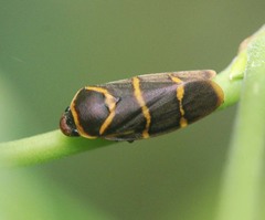 Phymatostetha stalii