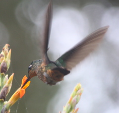 Coeligena bonapartei