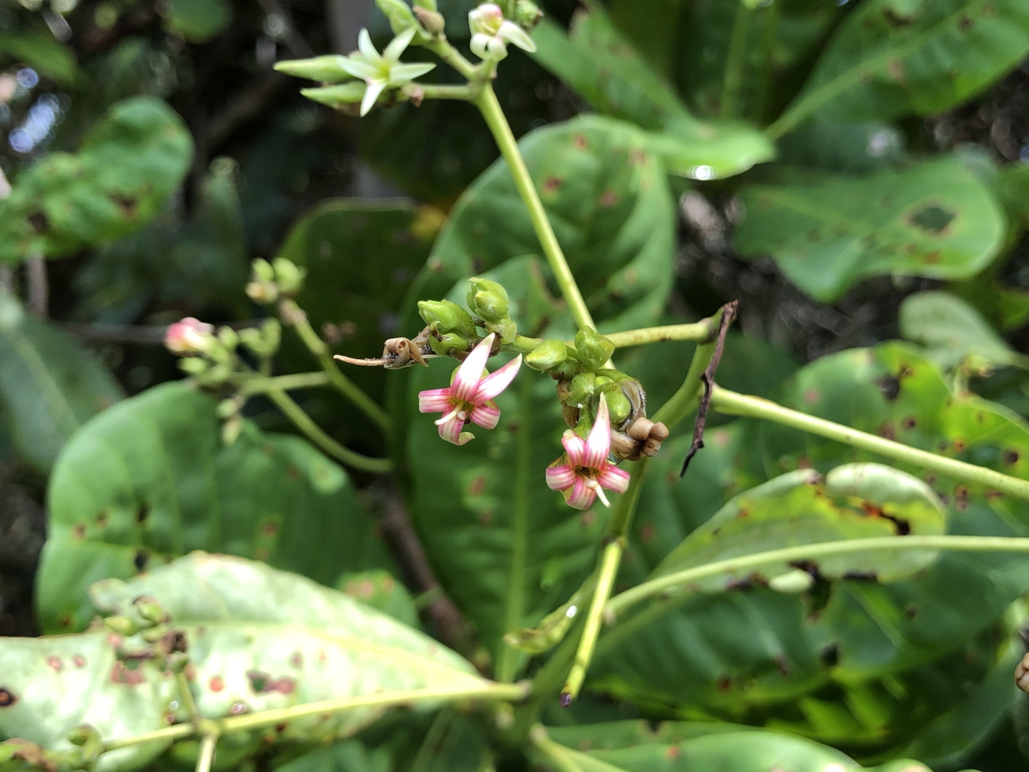Anacardium occidentale
