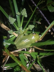 Boana cinerascens