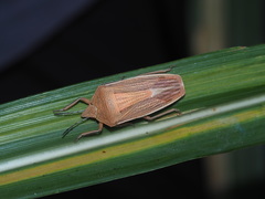 Megarrhamphus tibialis