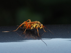 Macromerella honesta