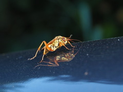 Macromerella honesta