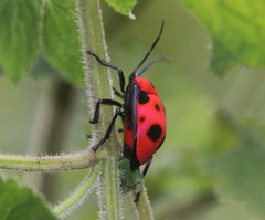 Poecilocoris nepalensis