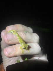 Dendropsophus parviceps