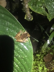 Dendropsophus sarayacuensis
