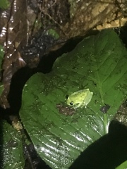 Chimerella mariaelenae