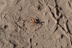 Araneidae