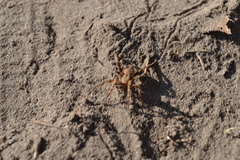 Araneidae