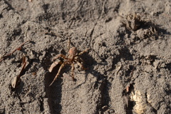 Araneidae