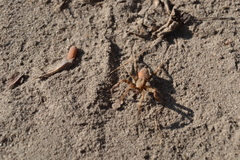 Araneidae