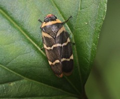 Phymatostetha birmanica