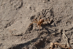 Araneidae
