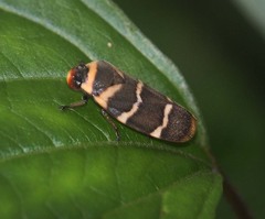 Phymatostetha birmanica