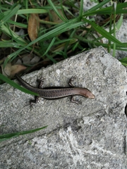 Orosaura nebulosylvestris