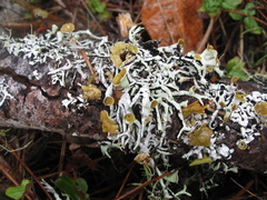 Hypogymnia apinnata