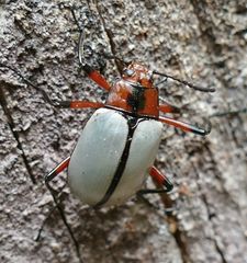 Poecilesthus suturalis