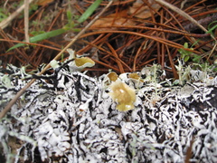 Hypogymnia apinnata