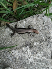 Orosaura nebulosylvestris