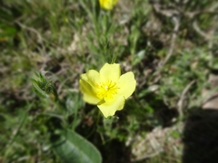Crocanthemum brasiliense