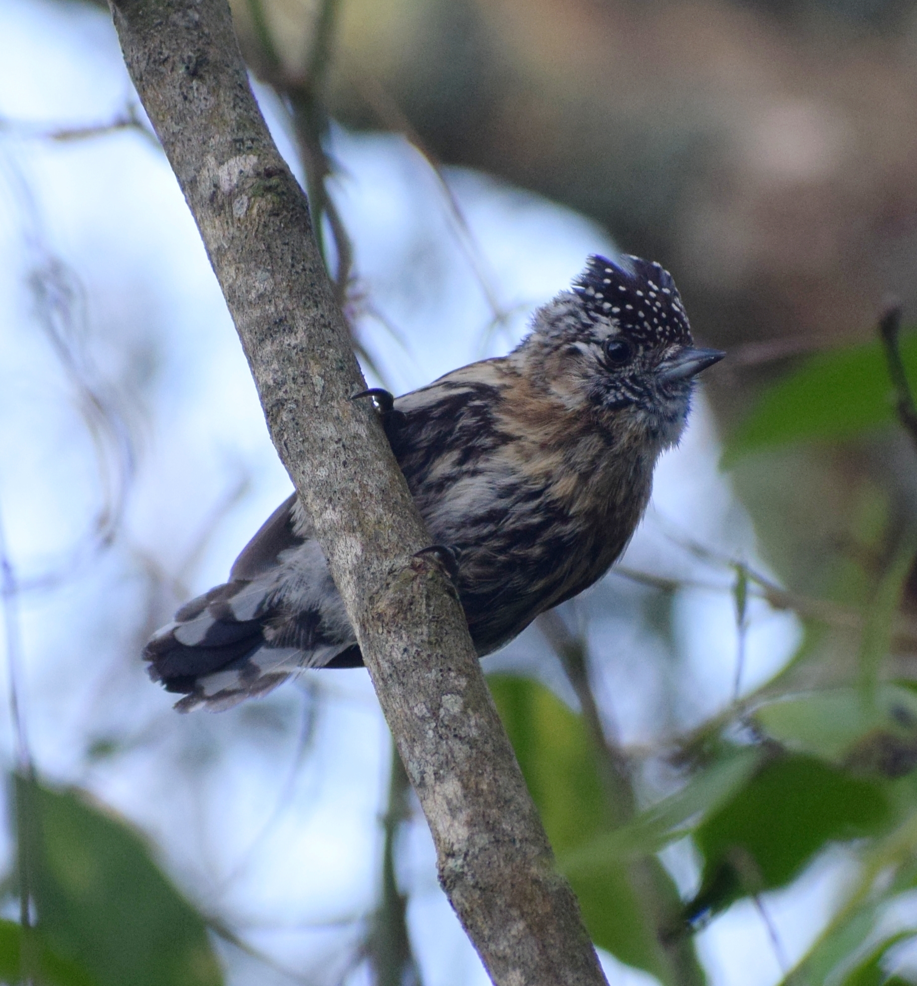 Mottled Piculet (Picumnus nebulosus), photo 2