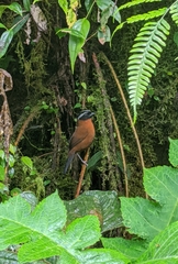 Oreothraupis arremonops