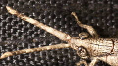 Retuspia validicornis