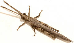 Retuspia validicornis