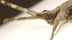 Retuspia validicornis