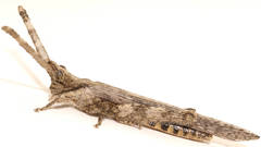 Retuspia validicornis