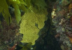 Holopsamma laminaefavosa