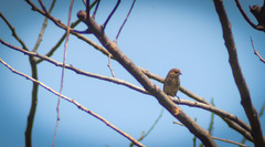 Cyanocompsa parellina