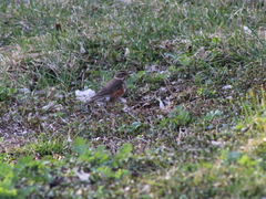 Turdus iliacus
