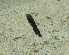 Assiculus punctatus