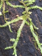 Geocalycaceae