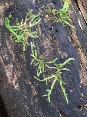 Geocalycaceae