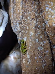 Eleutherodactylus flavescens